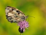 Polowiec szachownica (Melanargia Galatea)