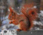 Rudy profil