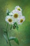 Malachitowe wspomnienia