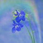Lobelia