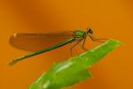 Świtezianka dziewica, (Calopteryx virgo)