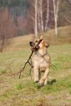 Argo