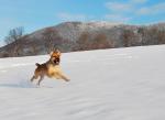 happy dog
