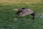 Kormoran z J. Serwy