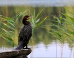 Kormoran