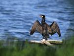Kormoran