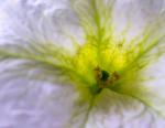 Gwiazda neuronowa