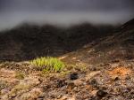 Fuertewentura