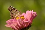 Vanessa cardui  