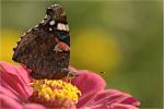 Vanessa atalanta  