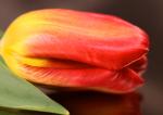 Tulipan
