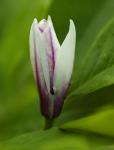 Ostatni kwiat magnolii tej wiosny