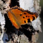 Pierwszy wiosenny motyl !