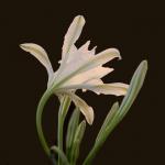 Lilia morska (Pancratium Maritimum)