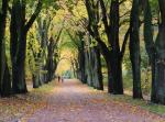 Jesień idzie przez park