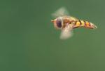 Tydz. Tematyczny: Wiosenna flora i fauna