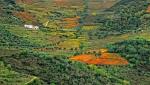 Winnice Doliny Douro