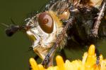 Makro portret