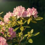 rododendron