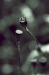 Opium...
