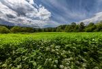 Zielone ......