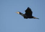 Kormoran