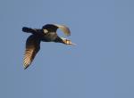 Kormoran zwyczajny