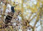 Kormoran