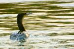Kormoran o poranku