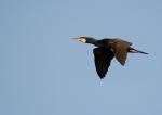 Kormoran