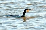 Kormoran