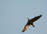 Kormoran