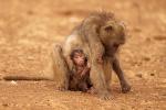 Baboon