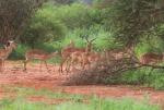 Impala