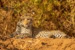 Leopard…