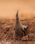 Go away bird