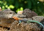 Agama czerwonogłowa