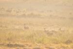 Poranek w Kanha
