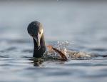 Kormoran
