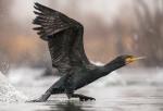 Kormoran