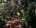 Levada 