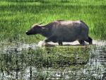 buffalo