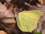 cytrynek 