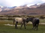 Ladakh 