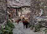 Ushguli / Gruzja 
