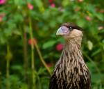 Caracara (Caracara plancus)