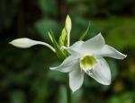 Lilia amazońska(Eucharis grandiflora)  