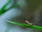 Mini-Makro