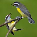 Cambacica (Coereba flaveola) Bananaquit,  Cukrzyk   