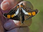 Ciekawski motyl ...